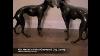 Pair Art Deco Bronze Greyhound Dog Castings